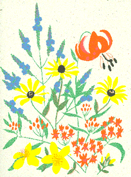 Sunny Summer Wildflowers